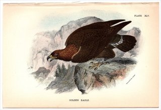 1896ǯ Sharpe Birds of Great Britain Pl.45  ̥亮° ̥亮 GOLDEN EAGLE