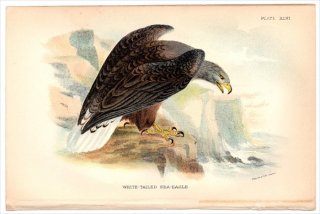 1896年 Sharpe Birds of Great Britain Pl.46 タカ科 オジロワシ属 オジロワシ WHITE TAILED SEA EAGLE