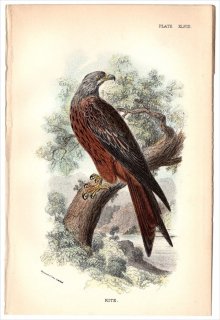 1896年 Sharpe Birds of Great Britain Pl.48 タカ科 トビ属 トビ KITE