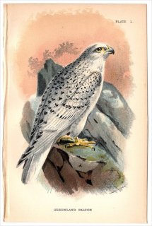 1896年 Sharpe Birds of Great Britain Pl.50 ハヤブサ科 ハヤブサ属 シロハヤブサ GREENLAND FALCON