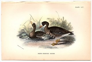 1896年 Sharpe Birds of Great Britain Pl.54 カモ科 マガン属 マガン WHITE FRONTED GOOSE