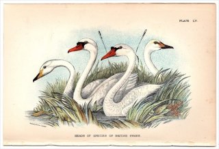 1896年 Sharpe Birds of Great Britain Pl.55 カモ科 ハクチョウ属 コハクチョウ オオハクチョウ