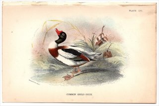 1896ǯ Sharpe Birds of Great Britain Pl.56  ĥ° ĥ COMMON SHELD DUCK