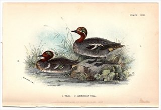 1896年 Sharpe Birds of Great Britain Pl.58 カモ科 マガモ属 コガモ TEAL アメリカコガモ AMERICAN TEAL