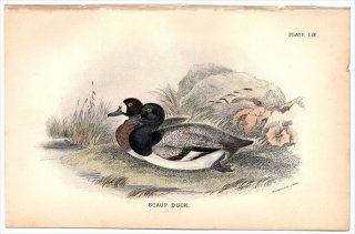1896年 Sharpe Birds of Great Britain Pl.59 カモ科 ハジロ属 スズガモ SCAUP DUCK