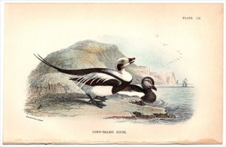 1896年 Sharpe Birds of Great Britain Pl.60 カモ科 コオリガモ属 コオリガモ LONG-TAILED DUCK