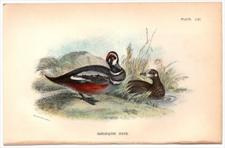 1896ǯ Sharpe Birds of Great Britain Pl.61  Υꥬ° Υꥬ HARLEQUIN DUCK