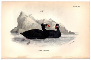 1896ǯ Sharpe Birds of Great Britain Pl.63  ° ʥߥ󥯥 SURF SCOTER