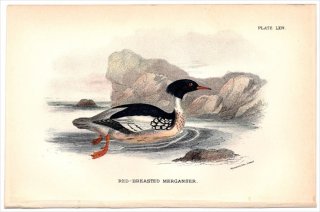 1896年 Sharpe Birds of Great Britain Pl.64 カモ科 アイサ属 ウミアイサ RED-BREASTED MERGANSER