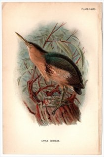 1896ǯ Sharpe Birds of Great Britain Pl.68  襷° ҥ襷 LITTLE BITTERN