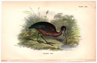 1896年 Sharpe Birds of Great Britain Pl.71 トキ科 ブロンズトキ属 ブロンズトキ GLOSSY IBIS