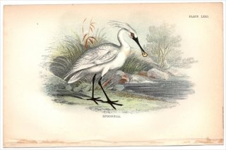 1896ǯ Sharpe Birds of Great Britain Pl.72 ȥ إ饵° إ饵 SPOONBILL