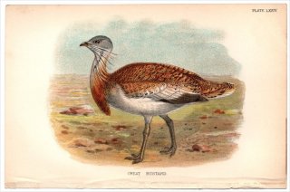 1896ǯ Sharpe Birds of Great Britain Pl.74 Υ Υ° Υ GREAT BUSTARD