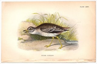 1896ǯ Sharpe Birds of Great Britain Pl.76 ɥ ɥ° ɥ STONE-CURLEW