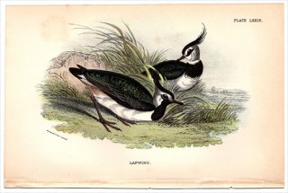 1896ǯ Sharpe Birds of Great Britain Pl.79 ɥ °  LAPWING