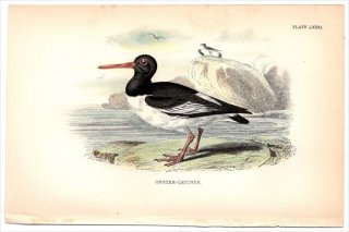 1896ǯ Sharpe Birds of Great Britain Pl.81 ߥ䥳ɥ ߥ䥳ɥ° ߥ䥳ɥ OYSTER-CATCHER