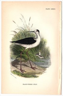 1896ǯ Sharpe Birds of Great Britain Pl.83  °  BLACK-WINGED STILT
