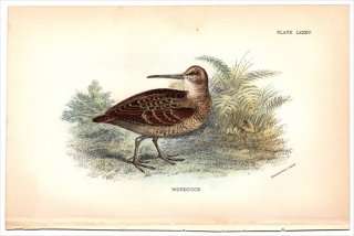 1896ǯ Sharpe Birds of Great Britain Pl.85  ޥ° ޥ WOODCOCK