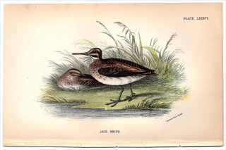 1896ǯ Sharpe Birds of Great Britain Pl.86  °  JACK SNIPE