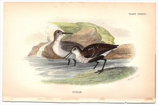 1896ǯ Sharpe Birds of Great Britain Pl.87  Х° ϥޥ DUNLIN