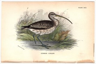 1896ǯ Sharpe Birds of Great Britain Pl.92  㥯° 㥯 COMMON CURLEW