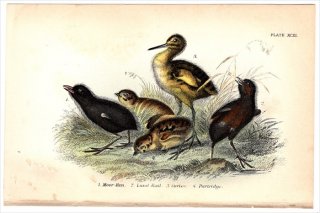 1896年 Sharpe Birds of Great Britain Pl.93 クイナ科 バン ウズラクイナ シギ科 ダイシャクシギ キジ科 ヨーロッパヤマウズラ 雛