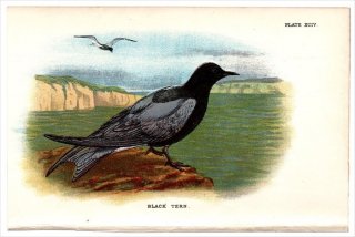 1897年 Sharpe Birds of Great Britain Pl.94 カモメ科 クロハラアジサシ属 ハシグロクロハラアジサシ BLACK TERN