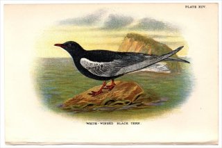 1897年 Sharpe Birds of Great Britain Pl.95 カモメ科 クロハラアジサシ属 ハジロクロハラアジサシ WHITE-WINGED BLACK TERN
