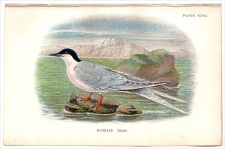 1897年 Sharpe Birds of Great Britain Pl.97 カモメ科 アジサシ属 ベニアジサシ ROSEATE TERN