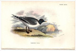 1897年 Sharpe Birds of Great Britain Pl.98 カモメ科 クビワカモメ属 クビワカモメ SABINE'S GULL