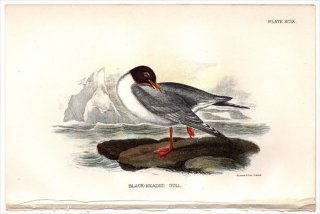 1897年 Sharpe Birds of Great Britain Pl.99 カモメ科 カモメ属 ユリカモメ BLACK-HEADED GULL