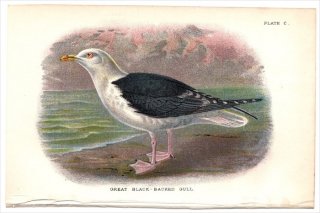 1897ǯ Sharpe Birds of Great Britain Pl.100  °  GREAT BLACK-BACKED GULL