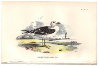 1897年 Sharpe Birds of Great Britain Pl.101 カモメ科 カモメ属 ニシセグロカモメ LESSER BLACK-BACKED GULL