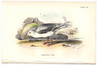 1897ǯ Sharpe Birds of Great Britain Pl.102  °  GLAUCOUS GULL