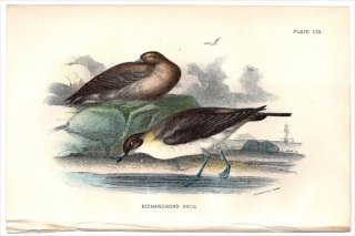 1897ǯ Sharpe Birds of Great Britain Pl.103 ȥ ȥ° ȥ RICHARDSON'S SKUA