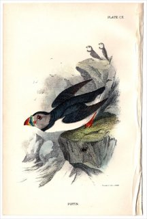 1897年 Sharpe Birds of Great Britain Pl.110 ウミスズメ科 ツノメドリ属 ニシツノメドリ PUFFIN
