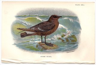 1897年 Sharpe Birds of Great Britain Pl.111a ウミツバメ科 ヒメウミツバメ属 ヒメウミツバメ STORM-PETREL
