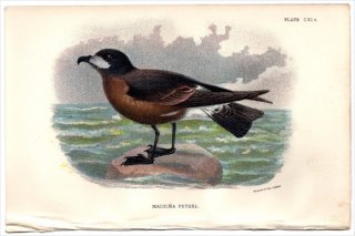 1897ǯ Sharpe Birds of Great Britain Pl.111c ߥʥɥ ϥߥʥɥ° ޥǥߥʥɥ MADEIRA PETREL