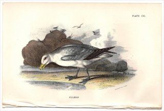 1897年 Sharpe Birds of Great Britain Pl.111 ミズナギドリ科 フルマカモメ属 フルマカモメ FULMAR