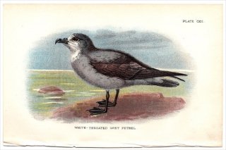 1897年 Sharpe Birds of Great Britain Pl.112 ウミツバメ科 ネソフレゲッタ属 ノドジロウミツバメ WHITE-THROATED GREY PETREL