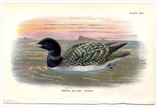 1897ǯ Sharpe Birds of Great Britain Pl.113 Ӳ ° ϥ WHITE-BILLED DIVER