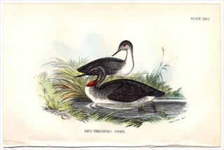 1897ǯ Sharpe Birds of Great Britain Pl.114 Ӳ °  RED-THROATED DIVER