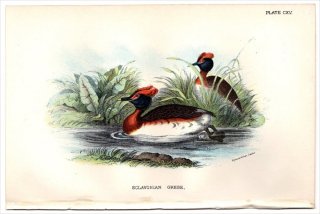 1897ǯ Sharpe Birds of Great Britain Pl.115 ĥ֥ ꥫĥ֥° ߥߥĥ֥ SCLAVONIAN GREBE
