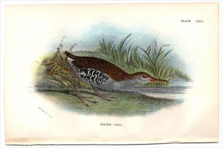 1897年 Sharpe Birds of Great Britain Pl.116 クイナ科 クイナ属 クイナ WATER-RAIL