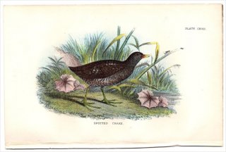 1897年 Sharpe Birds of Great Britain Pl.118 クイナ科 ヒメクイナ属 コモンクイナ SPOTTED CRAKE