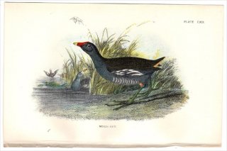 1897年 Sharpe Birds of Great Britain Pl.119 クイナ科 バン属 バン MOOR-HEN