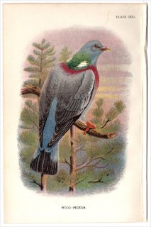 1897ǯ Sharpe Birds of Great Britain Pl.121 ϥȲ Х° Х WOOD-PIGEON