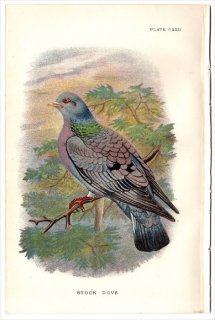 1897年 Sharpe Birds of Great Britain Pl.122 ハト科 カワラバト属 ヒメモリバト STOCK DOVE