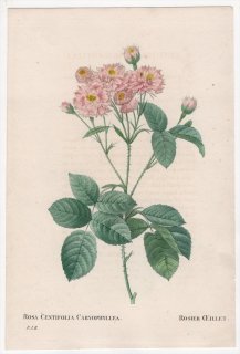 1828年 Redoute Les Roses バラ科 バラ属 ROSA CENTIFOLIA CARYOPHYLLEA