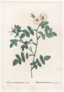 1828年 Redoute Les Roses バラ科 バラ属 ROSA RUBIGINOSA triflora